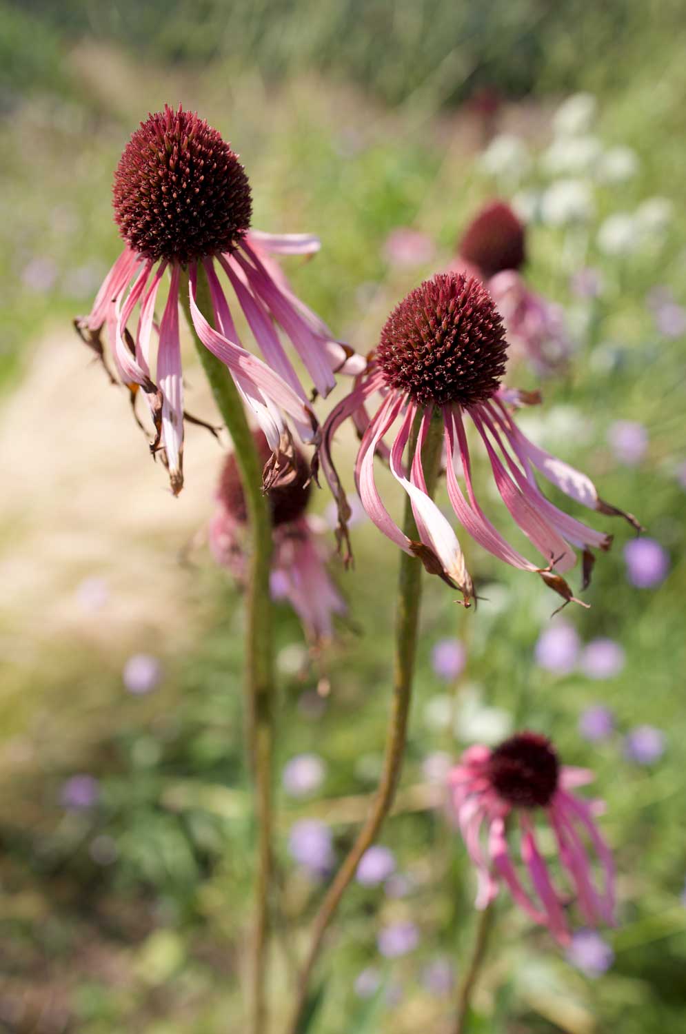 Country estate garden design Surrey