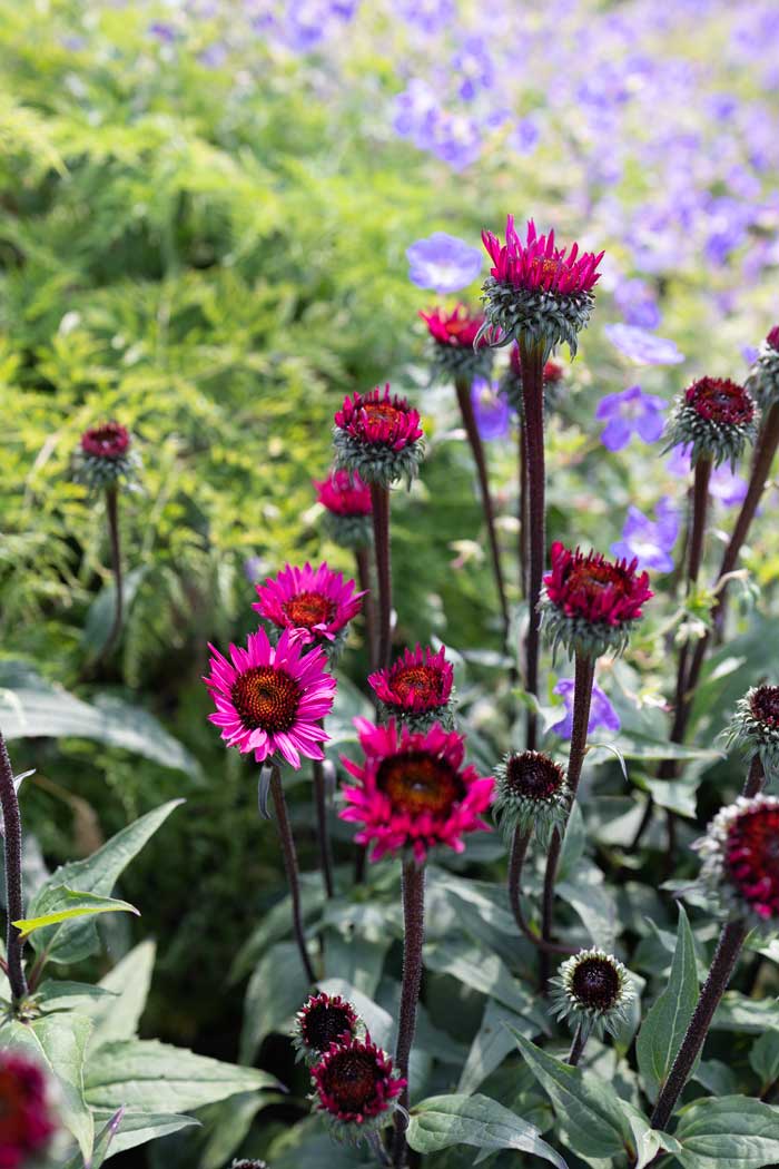 Country Estate Garden Design Planting Plan, Berkshire