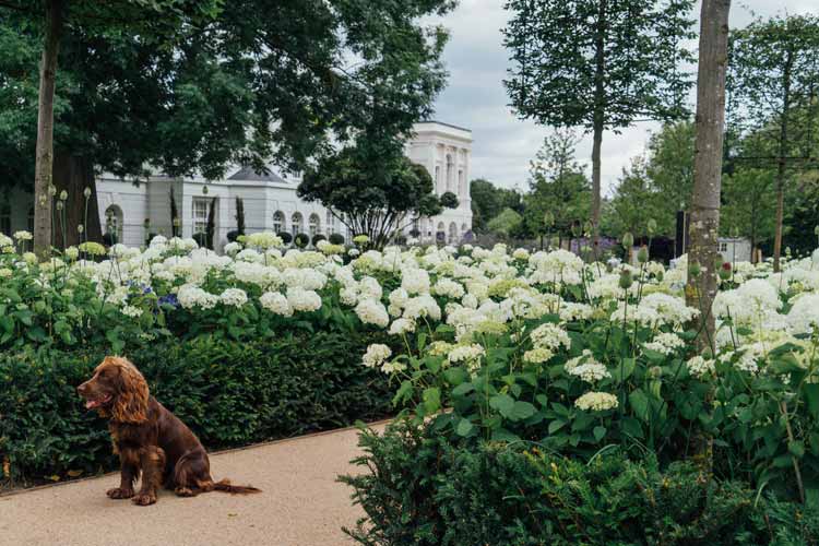 Hydrangea path at Monkey Island Garden Design, Berkshire