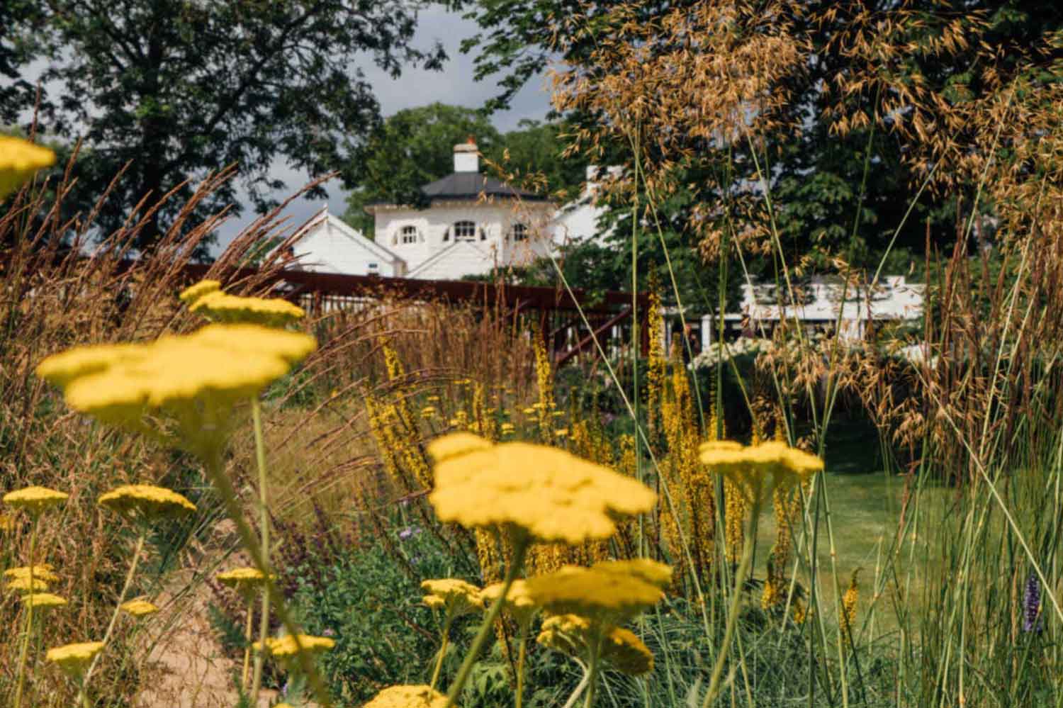 Yellow flowers in Monkey Island Garden Design, Berkshire
