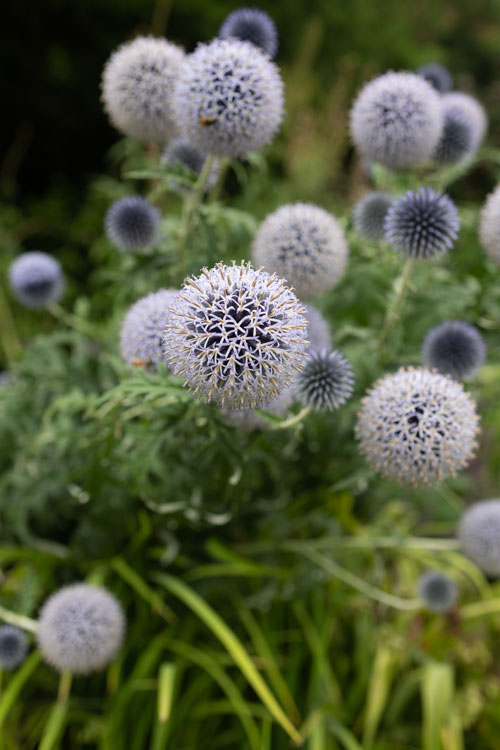 Landscape architects include flowers in garden design for Monkey Island Hotel Berkshire