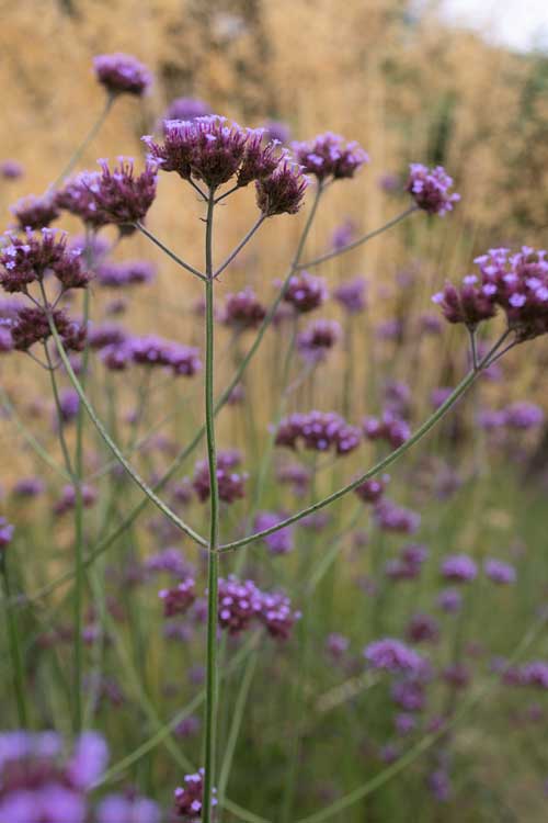 Landscape architects include purple flowers in garden design for Monkey Island Hotel Berkshire