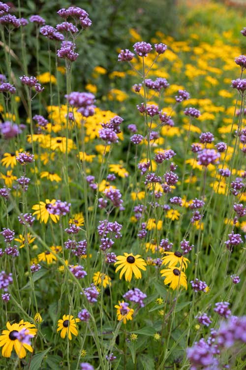 Landscape architects include yellow flowers in garden design for Monkey Island Hotel Berkshire
