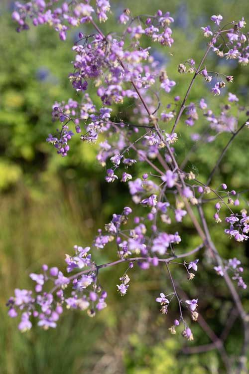 Monkey Island Planting design, Berkshire