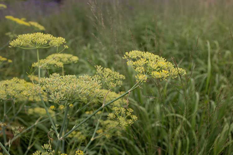 Landscape architects include flowers in garden design for country home Sussex
