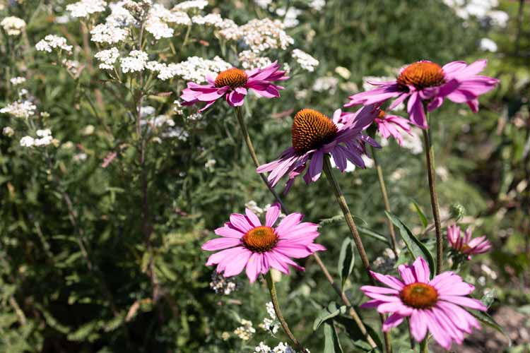 Landscape architects include flowers in garden design for country estate Berkshire