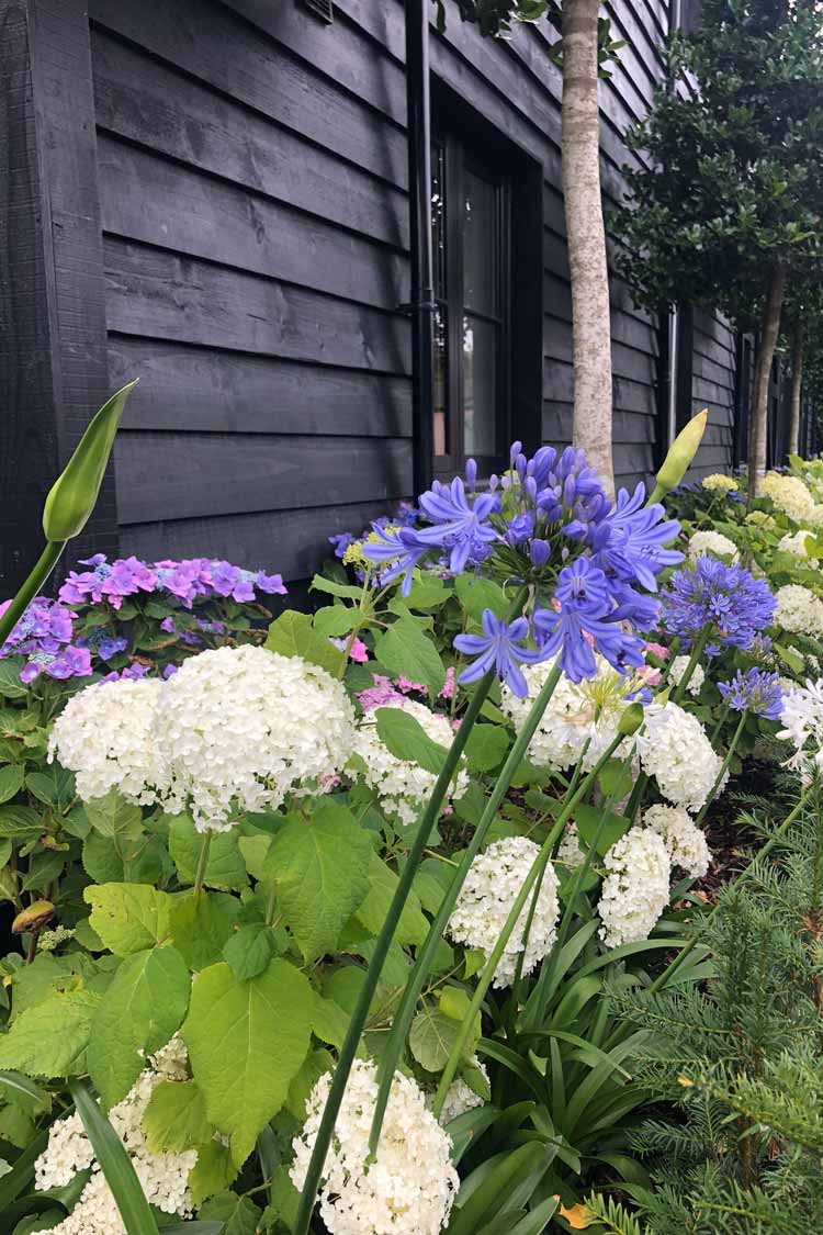 Agapanthas garden design, Bradley Burgess Design