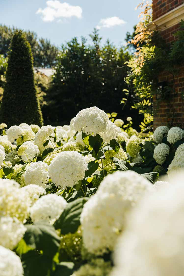 Landscape architects include hydrangeas in garden design for country estate Berkshire