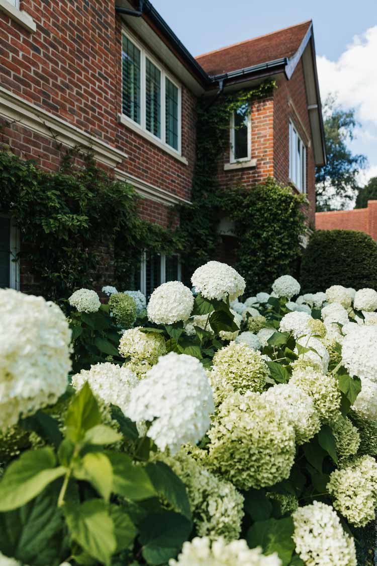 Landscape architects include hydrangeas in garden design for country house Hampshire